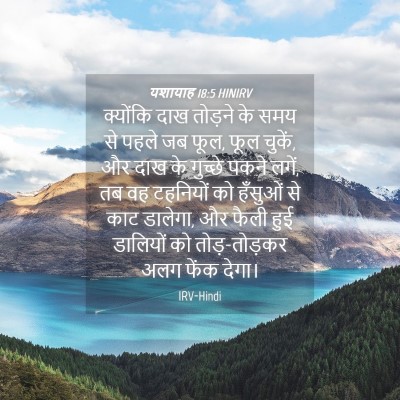 Picture 04 - यशायाह 18:5 HINIRV - क्योंकि दाख - Bible Verse Picture