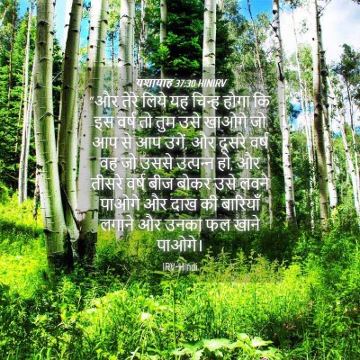 Picture 04 - यशायाह 37:30 HINIRV - “और तेरे लिये यह - Bible Verse Picture