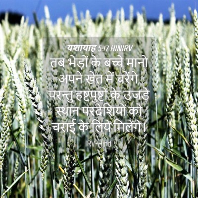 Picture 04 - यशायाह 5:17 HINIRV - तब भेड़ों के बच्चे - Bible Verse Picture
