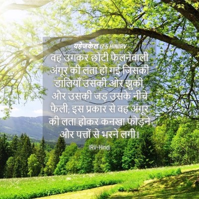 Picture 04 - यहेजकेल 17:6 HINIRV - वह उगकर छोटी - Bible Verse Picture