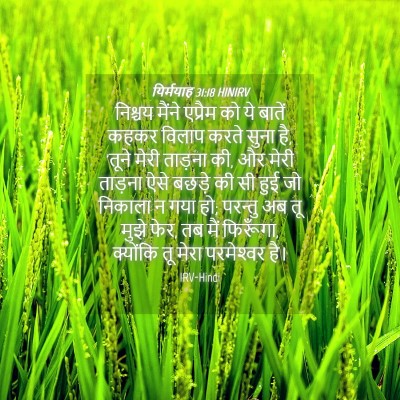 Picture 04 - यिर्मयाह 31:18 HINIRV - निश्चय मैंने - Bible Verse Picture
