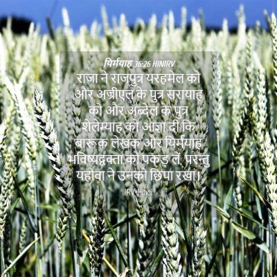 Picture 04 - यिर्मयाह 36:26 HINIRV - राजा ने राजपुत्र - Bible Verse Picture