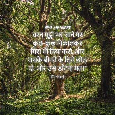 Picture 04 - रूत 2:16 HINIRV - वरन् मुट्ठी भर - Bible Verse Picture
