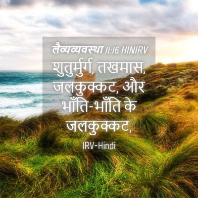 Picture 04 - लैव्यव्यवस्था 11:16 HINIRV - शुतुर्मुर्ग, - Bible Verse Picture