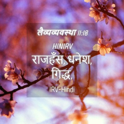 Picture 04 - लैव्यव्यवस्था 11:18 HINIRV - राजहँस, धनेश, - Bible Verse Picture
