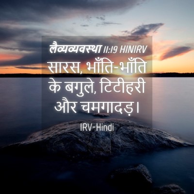 Picture 04 - लैव्यव्यवस्था 11:19 HINIRV - सारस, भाँति-भाँति - Bible Verse Picture