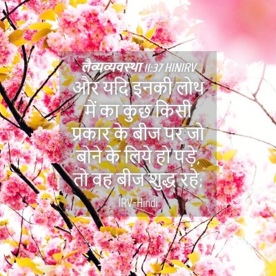 Picture 04 - लैव्यव्यवस्था 11:37 HINIRV - और यदि इनकी लोथ में - Bible Verse Picture