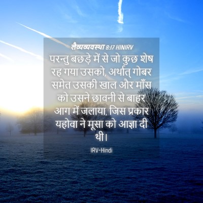 Picture 04 - लैव्यव्यवस्था 8:17 HINIRV - परन्तु बछड़े में - Bible Verse Picture