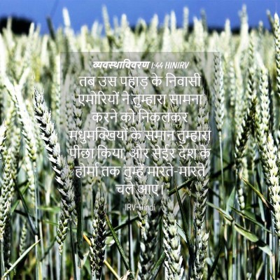 Picture 04 - व्यवस्थाविवरण 1:44 HINIRV - तब उस पहाड़ के - Bible Verse Picture