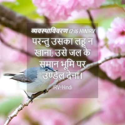 Picture 04 - व्यवस्थाविवरण 12:16 HINIRV - परन्तु उसका लहू न - Bible Verse Picture