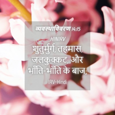 Picture 04 - व्यवस्थाविवरण 14:15 HINIRV - शुतुर्मुर्ग, - Bible Verse Picture