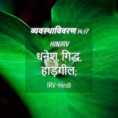 Picture 04 - व्यवस्थाविवरण 14:17 HINIRV - धनेश, गिद्ध, - Bible Verse Picture