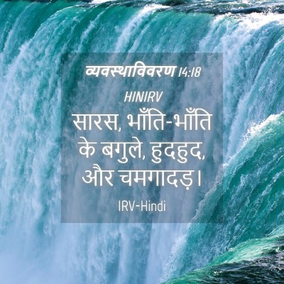 Picture 04 - व्यवस्थाविवरण 14:18 HINIRV - सारस, भाँति-भाँति - Bible Verse Picture