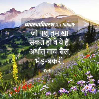 Picture 04 - व्यवस्थाविवरण 14:4 HINIRV - जो पशु तुम खा सकते - Bible Verse Picture