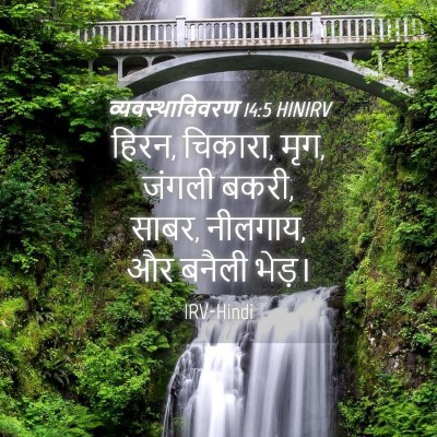 Picture 04 - व्यवस्थाविवरण 14:5 HINIRV - हिरन, चिकारा, मृग, - Bible Verse Picture