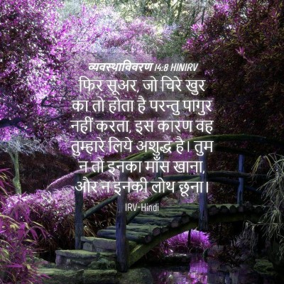 Picture 04 - व्यवस्थाविवरण 14:8 HINIRV - फिर सूअर, जो चिरे - Bible Verse Picture