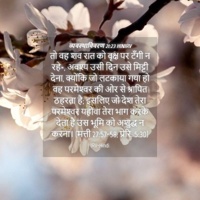 Picture 04 - व्यवस्थाविवरण 21:23 HINIRV - तो वह शव रात को - Bible Verse Picture