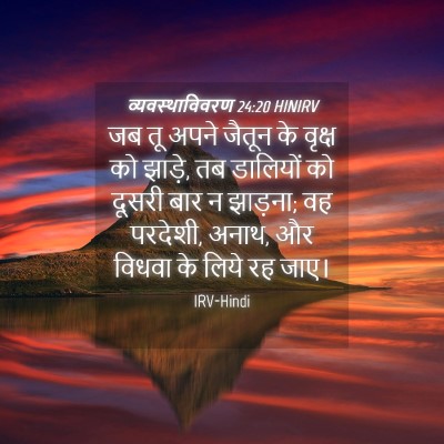 Picture 04 - व्यवस्थाविवरण 24:20 HINIRV - जब तू अपने जैतून के - Bible Verse Picture