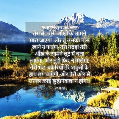 Picture 04 - व्यवस्थाविवरण 28:31 HINIRV - तेरा बैल तेरी - Bible Verse Picture