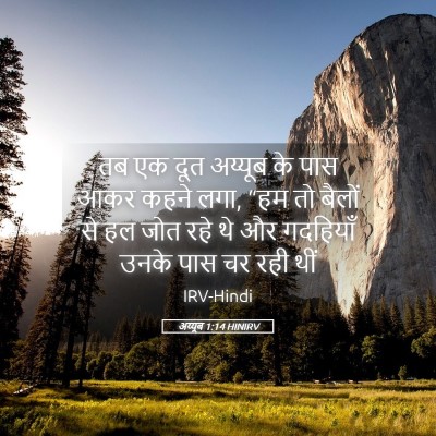 Picture 05 - अय्यूब 1:14 HINIRV - तब एक दूत अय्यूब के - Bible Verse Picture
