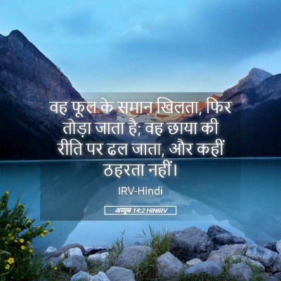 Picture 05 - अय्यूब 14:2 HINIRV - वह फूल के समान - Bible Verse Picture