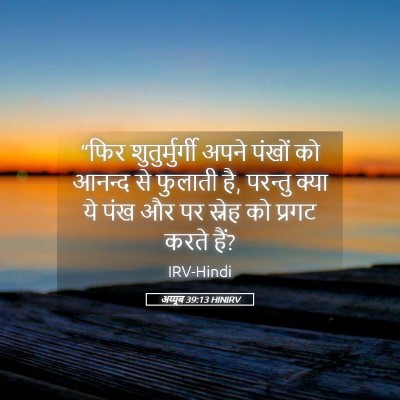 Picture 05 - अय्यूब 39:13 HINIRV - “फिर शुतुर्मुर्गी - Bible Verse Picture