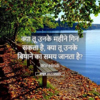 Picture 05 - अय्यूब 39:2 HINIRV - क्या तू उनके महीने - Bible Verse Picture