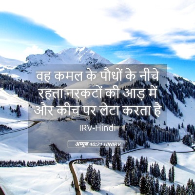 Picture 05 - अय्यूब 40:21 HINIRV - वह कमल के पौधों के - Bible Verse Picture