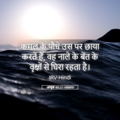 Picture 05 - अय्यूब 40:22 HINIRV - कमल के पौधे उस पर - Bible Verse Picture