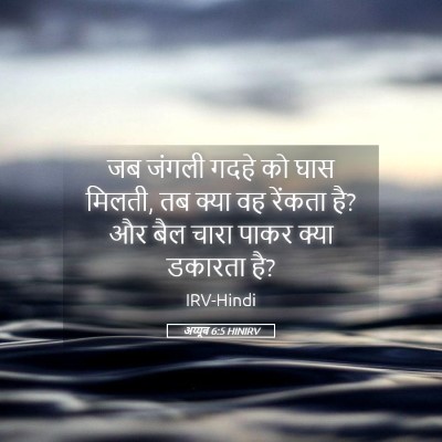 Picture 05 - अय्यूब 6:5 HINIRV - जब जंगली गदहे को - Bible Verse Picture