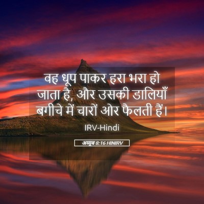Picture 05 - अय्यूब 8:16 HINIRV - वह धूप पाकर हरा भरा - Bible Verse Picture