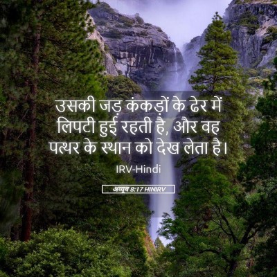 Picture 05 - अय्यूब 8:17 HINIRV - उसकी जड़ कंकड़ों - Bible Verse Picture