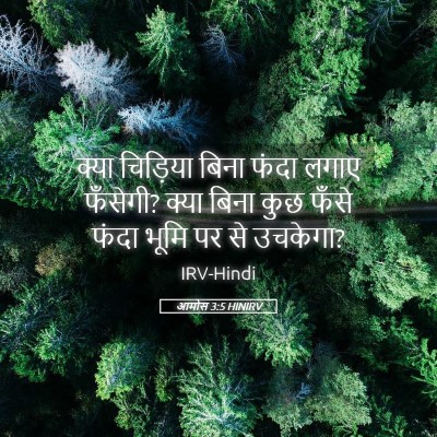 Picture 05 - आमोस 3:5 HINIRV - क्या चिड़िया बिना - Bible Verse Picture