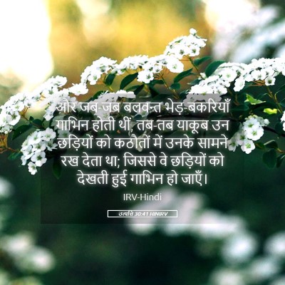 Picture 05 - उत्पत्ति 30:41 HINIRV - और जब-जब बलवन्त - Bible Verse Picture