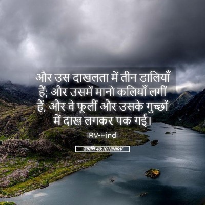 Picture 05 - उत्पत्ति 40:10 HINIRV - और उस दाखलता में - Bible Verse Picture