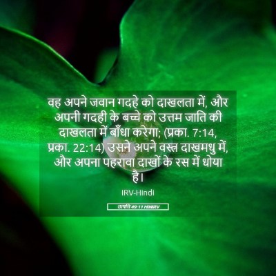 Picture 05 - उत्पत्ति 49:11 HINIRV - वह अपने जवान गदहे - Bible Verse Picture