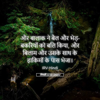 Picture 05 - गिनती 22:40 HINIRV - और बालाक ने बैल और - Bible Verse Picture
