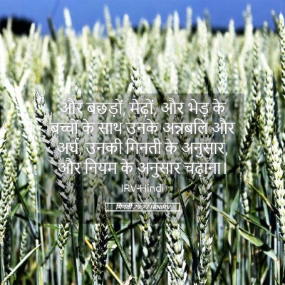 Picture 05 - गिनती 29:27 HINIRV - और बछड़ों, मेढ़ों, - Bible Verse Picture
