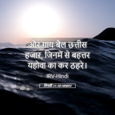 Picture 05 - गिनती 31:38 HINIRV - और गाय-बैल छत्तीस - Bible Verse Picture