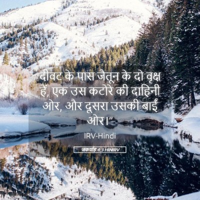 Picture 05 - जकर्याह 4:3 HINIRV - दीवट के पास जैतून - Bible Verse Picture