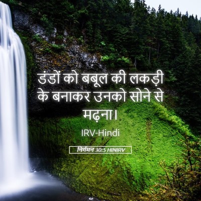 Picture 05 - निर्गमन 30:5 HINIRV - डंडों को बबूल की - Bible Verse Picture
