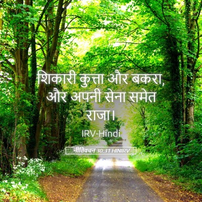 Picture 05 - नीतिवचन 30:31 HINIRV - शिकारी कुत्ता और - Bible Verse Picture
