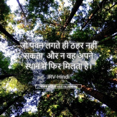 Picture 05 - भजन संहिता 103:16 HINIRV - जो पवन लगते ही ठहर - Bible Verse Picture