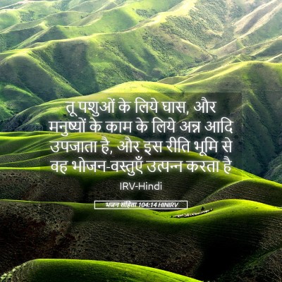 Picture 05 - भजन संहिता 104:14 HINIRV - तू पशुओं के लिये - Bible Verse Picture