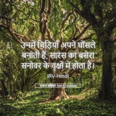 Picture 05 - भजन संहिता 104:17 HINIRV - उनमें चिड़ियाँ - Bible Verse Picture