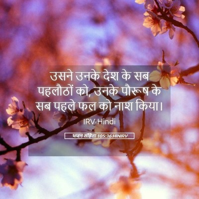 Picture 05 - भजन संहिता 105:36 HINIRV - उसने उनके देश के सब - Bible Verse Picture
