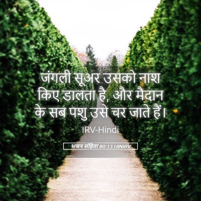 Picture 05 - भजन संहिता 80:13 HINIRV - जंगली सूअर उसको - Bible Verse Picture