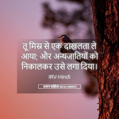 Picture 05 - भजन संहिता 80:8 HINIRV - तू मिस्र से एक - Bible Verse Picture
