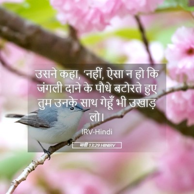 Picture 05 - मत्ती 13:29 HINIRV - उसने कहा, ‘नहीं, - Bible Verse Picture