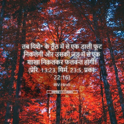 Picture 05 - यशायाह 11:1 HINIRV - तब यिशै* के ठूँठ - Bible Verse Picture